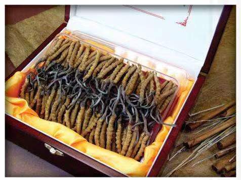 宁安冬虫夏草回收